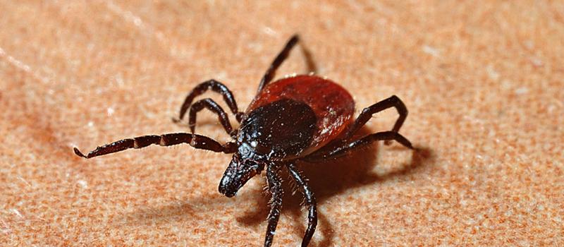 Why is Lyme Disease Rare in FL When Ticks Are Not?