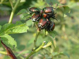 Japanese beetle 