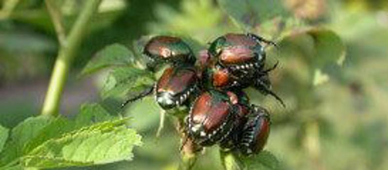 Bugs, Bugs, Bugs…My Yard is Full of Bugs!