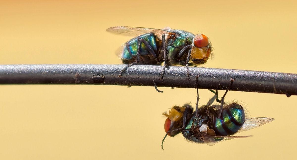 How Do I Keep Flies Away from My Home?