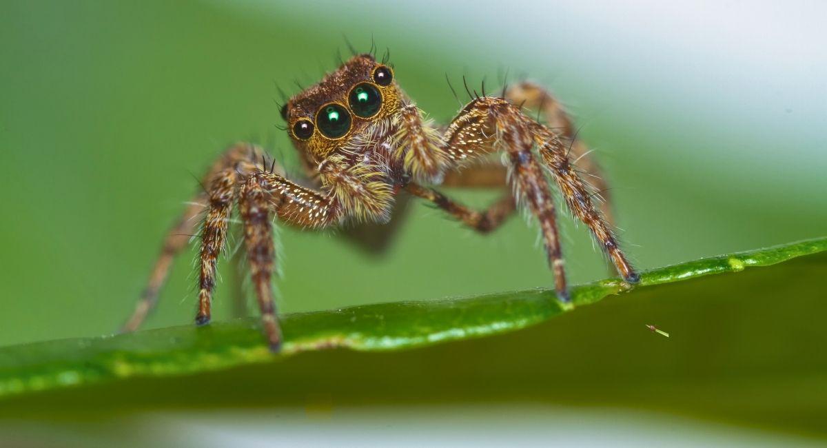 Tips for Keeping Spiders Out of Your Backyard