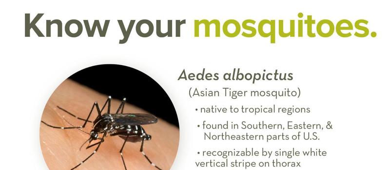 What Types of Mosquitoes are Active in the South Shore of Massachusetts?