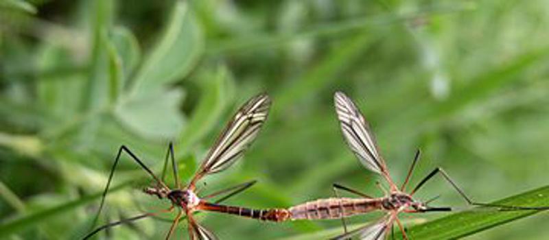 Mosquito-Borne Virus Linked To Birth Defects In Brazil