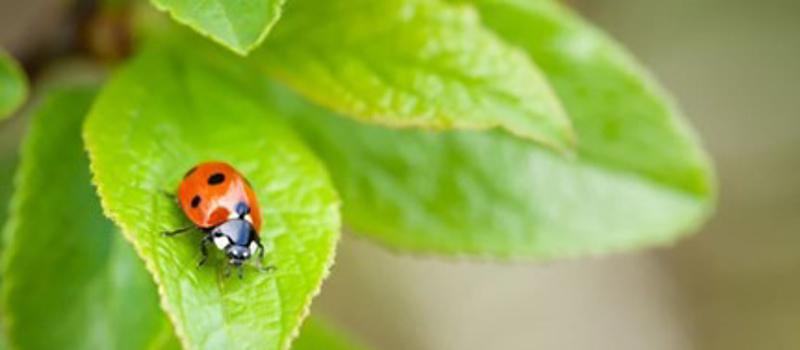 4 Beneficial Insects in Your Yard