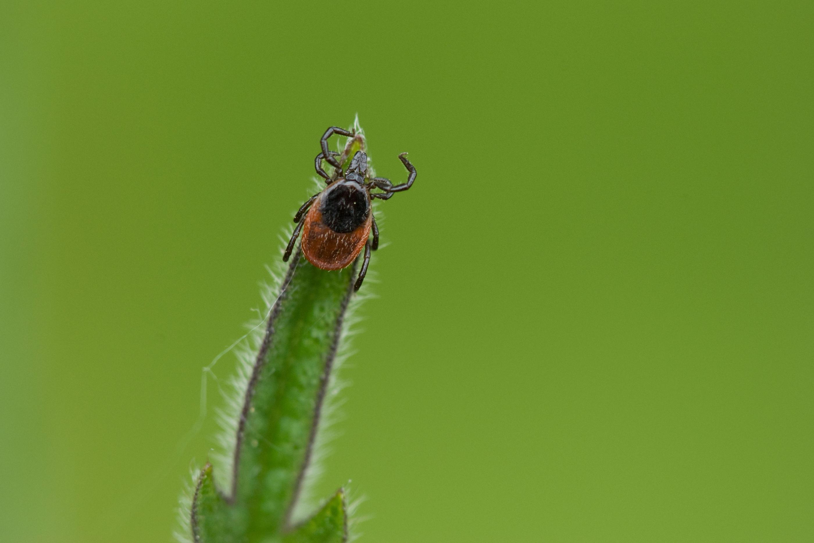 Tick on a leaf.