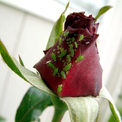 Aphids on a red rose 
