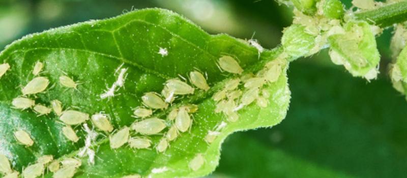 How Will Aphid Control Benefit Me?
