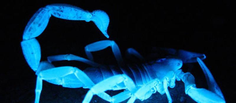 Why Do Scorpions Glow at Night?