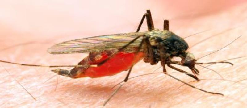 What Are the Most Common Las Cruces Mosquito Diseases?