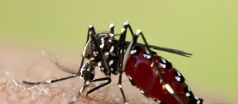 Mosquito Squad Mosquito Control Barrier Treatment Surpasses Regular Mosquito Fogging In Las Cruces.