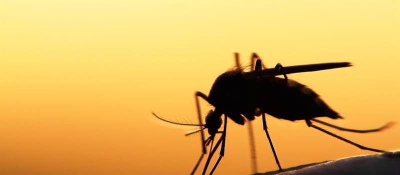 When Does Mosquito Season Begin in Las Cruces?