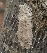 Laternfly egg sack