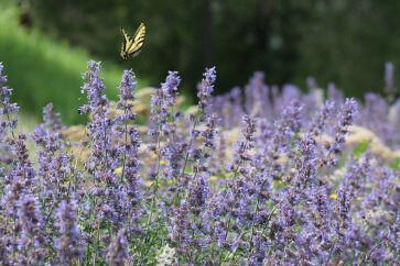 lavender