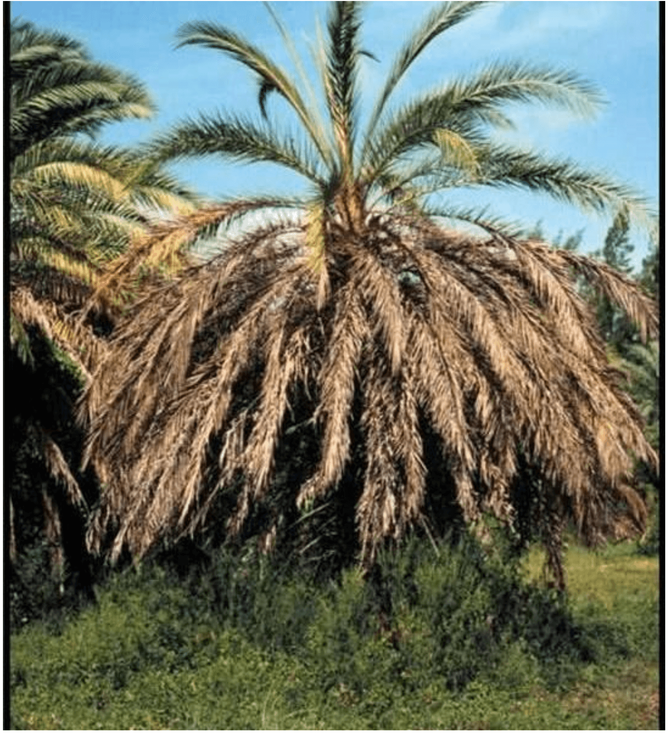 Lethal Bronzing is Killing Tampa Bay’s Palm Trees – Call the Squad BEFORE it’s too late
