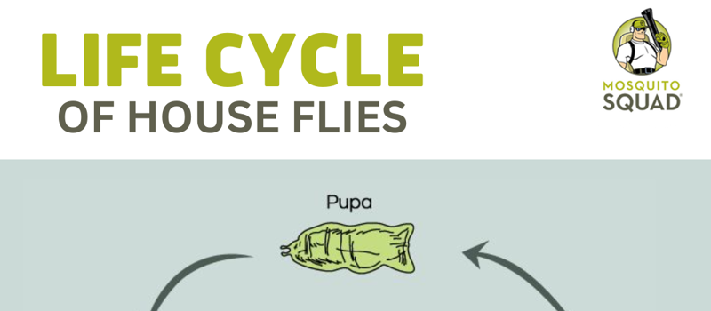 Understanding the Life Cycle of Flies: A Comprehensive Guide