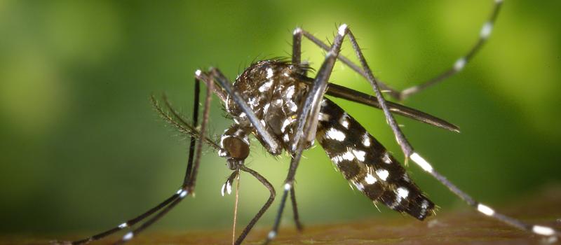 Mosquito Control: Help Protect Against Jamestown Canyon Virus