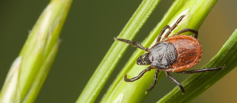 Can ticks cause anemia in dogs?