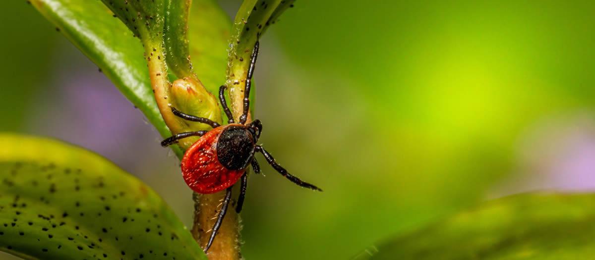 What is the Best Defense Against Ticks in the Yard?
