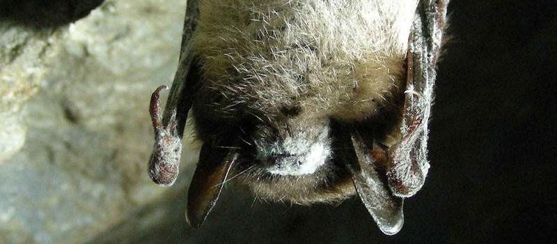 The decline in Minnesota Bat Population  Could Mean Increase in Mosquito Population