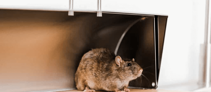 Controlling Rodent Populations