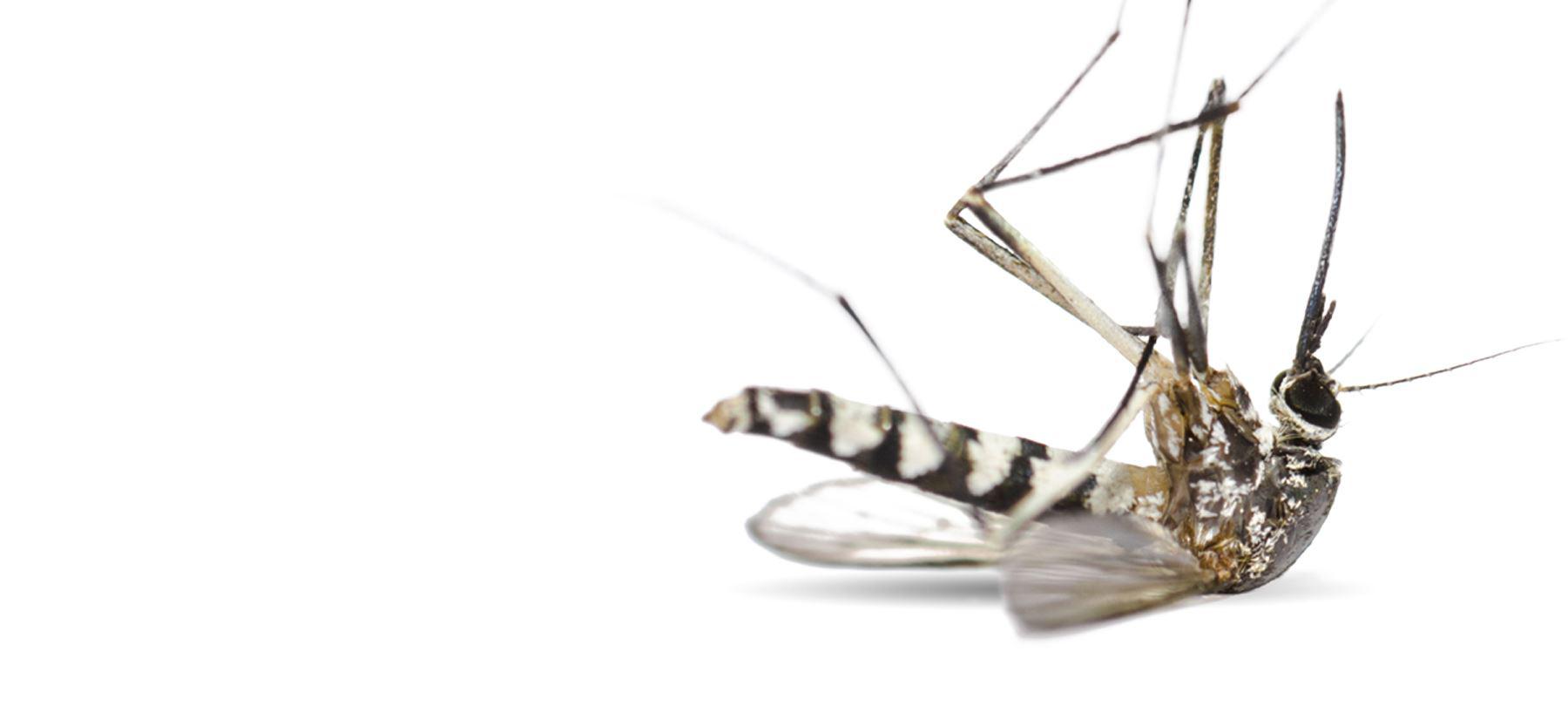mosquito laying on back