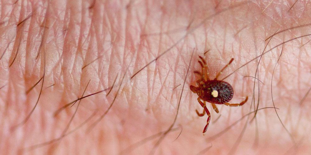 Ticks are a Bigger Problem in the Carolinas Than You May Think!
