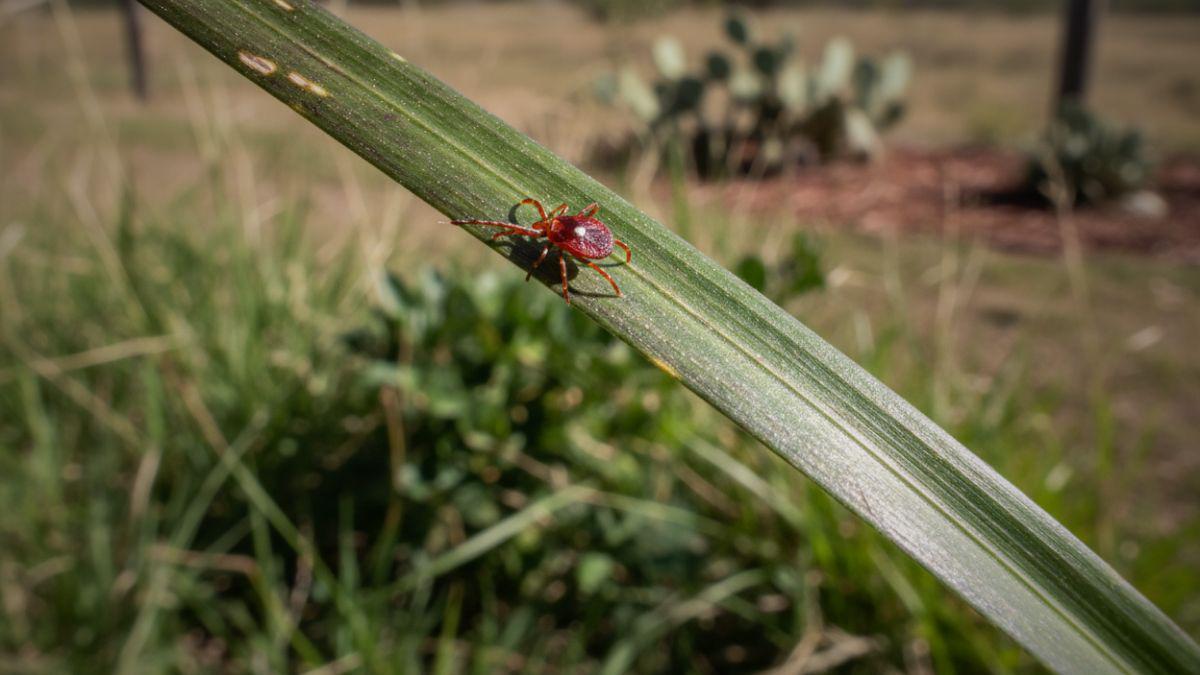 New Tick-Borne Illness Concern: What Just Happened