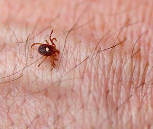 tick on skin 