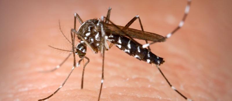 Are There Mosquitoes in Your Yard Waste?