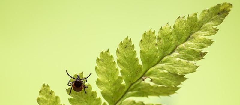 New Discovery May Explain Why Some Suffer Lyme Disease Symptoms for Years
