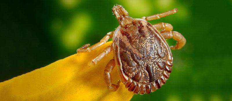 Lyme Disease Does Not Cause Alzheimer’s