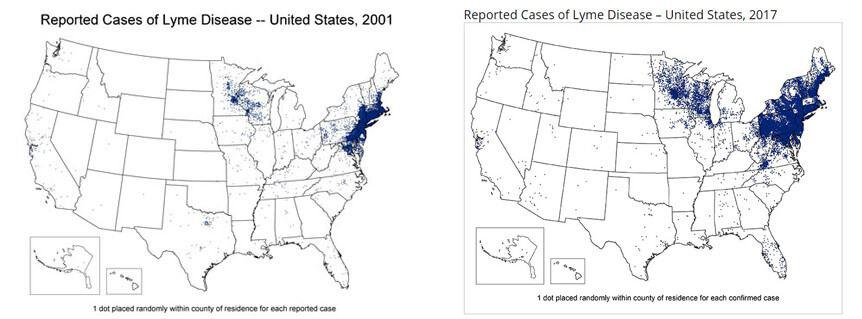 Lyme Disease Growth 