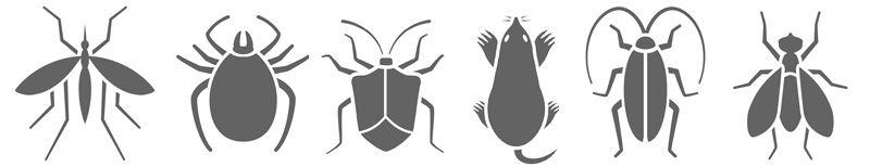 Infographic of different types of insects
