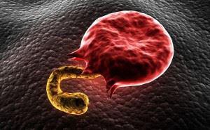 Malaria parasite within red blood cell