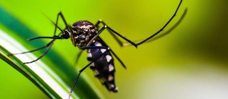 Do Male Mosquitoes Bite?