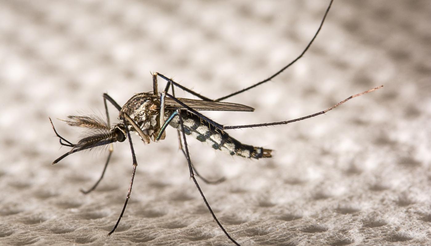 A close-up of a mosquitoDescription automatically generated