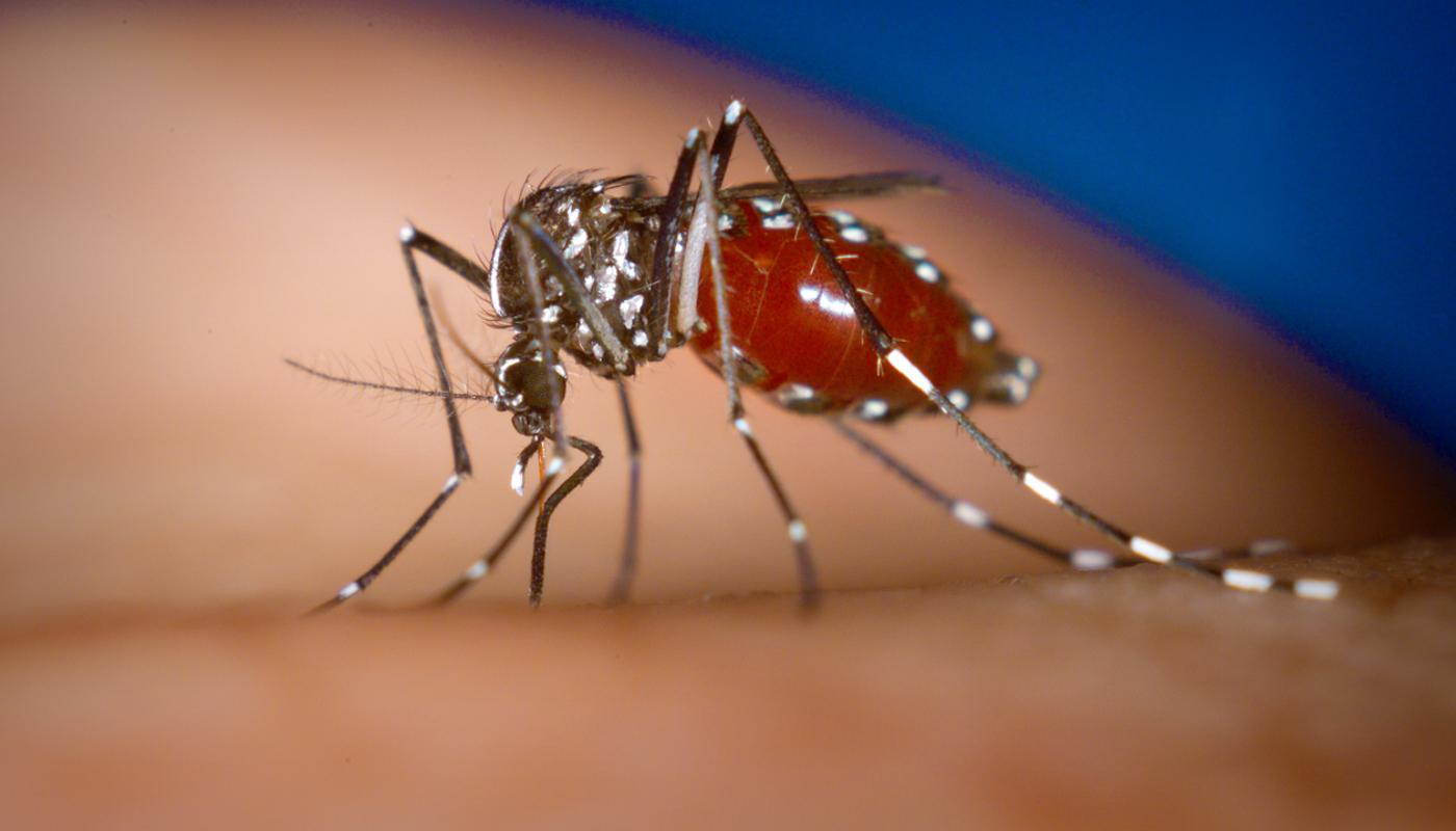 A close-up of a mosquitoDescription automatically generated