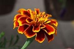 marigold