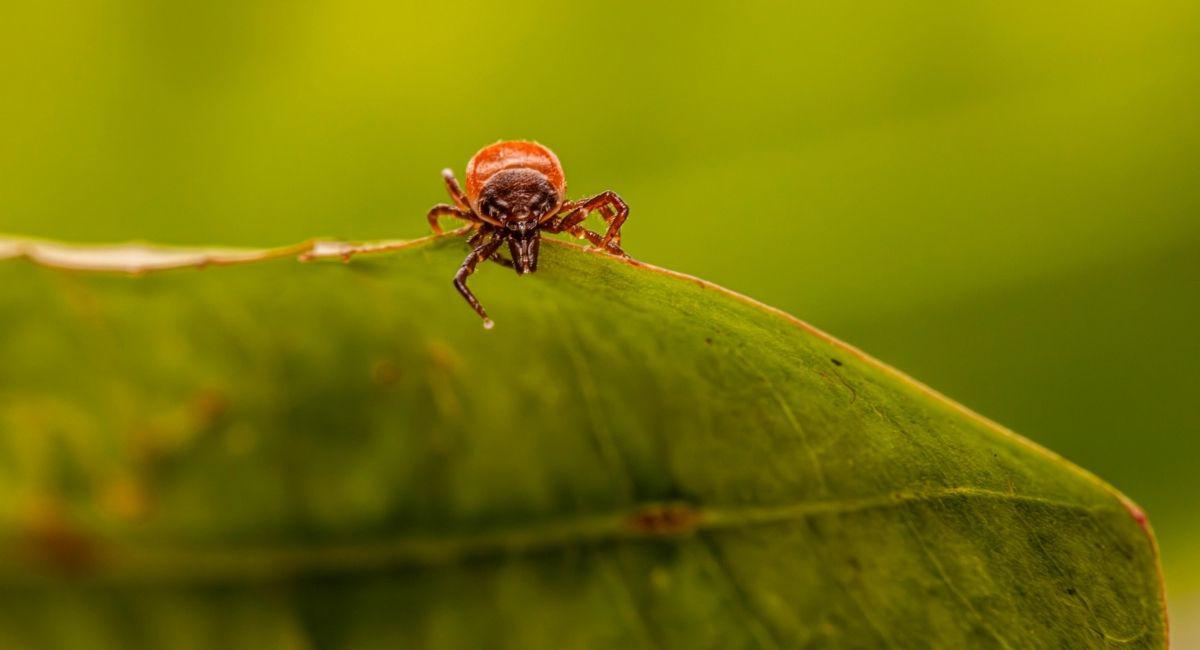 What’s Behind the Surge in Ticks This Year?