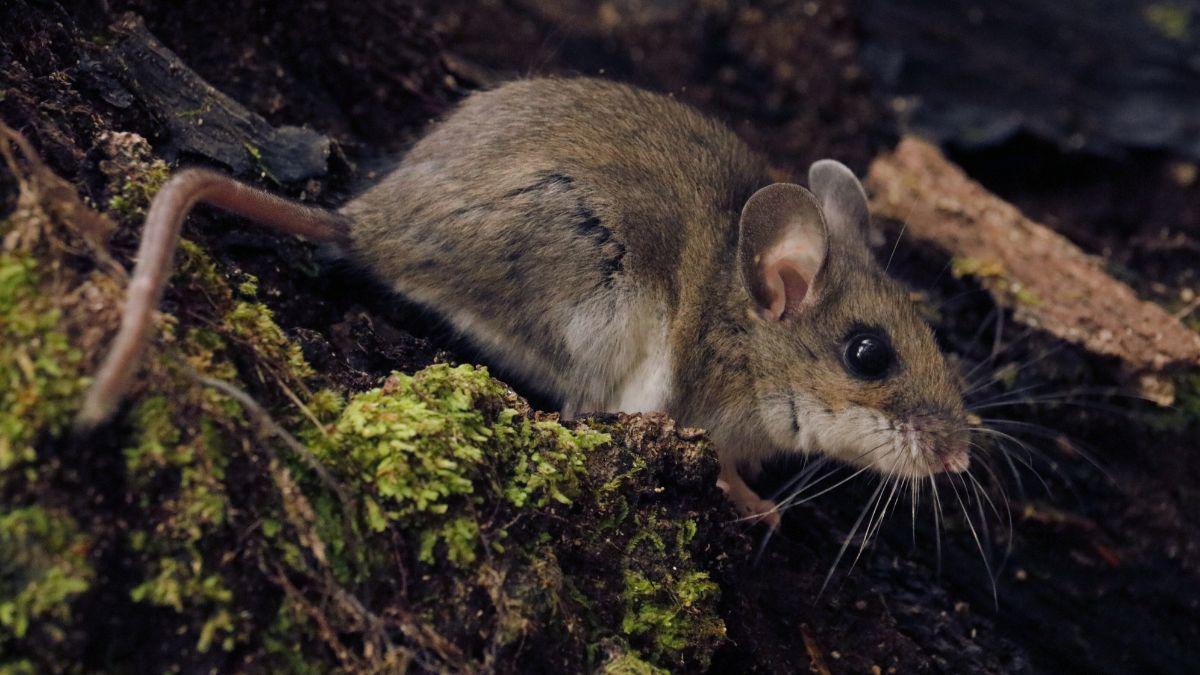 3 Reasons Mice in Your Outbuilding Is Not Good