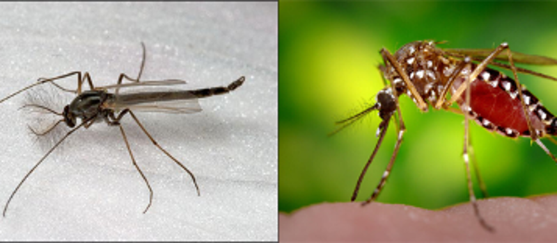 What is the difference between a Mosquito and a Midge?