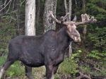 Moose