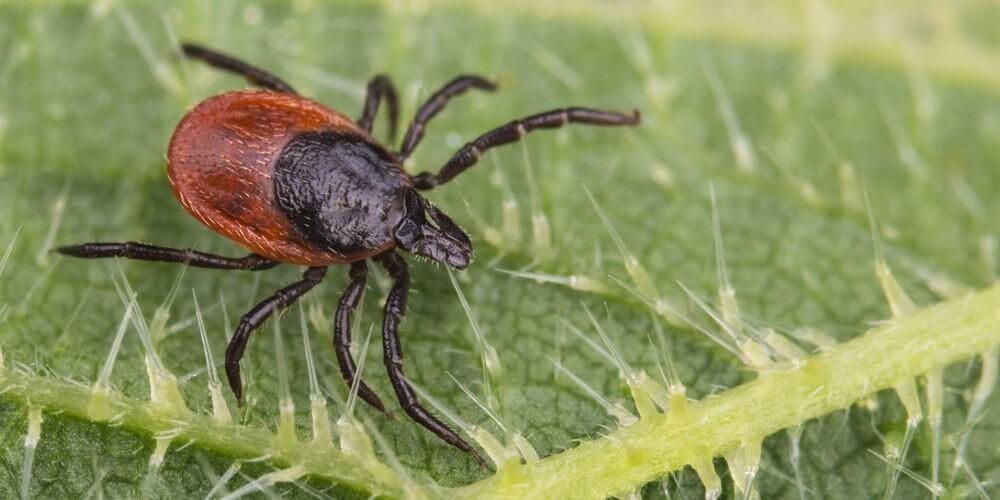 tick on leaf 