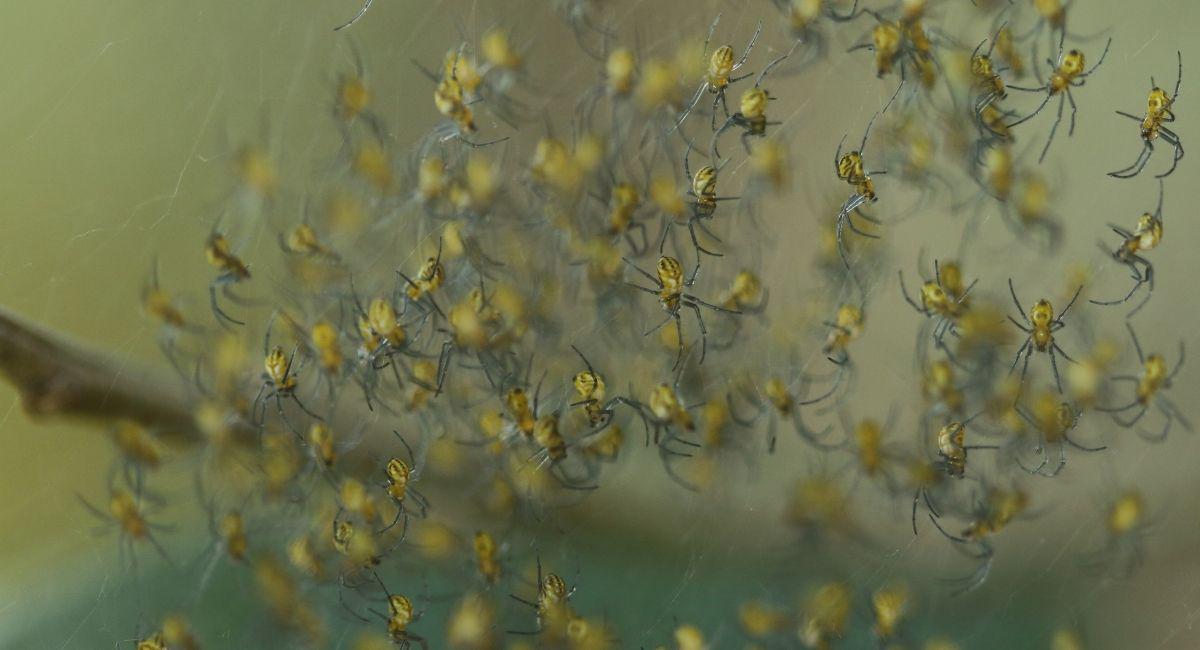 Why Do Pests Seem to Increase in Late Summer and Fall?