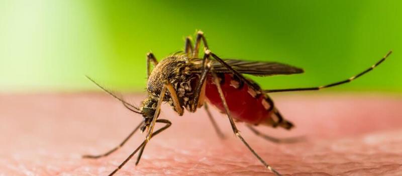 Dengue Virus Confirmed in Hillsborough County