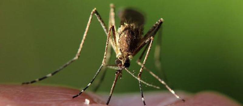 Staying Vigilant Through the End of Mosquito Season: Reminders from the First Positive West Nile Test of 2023