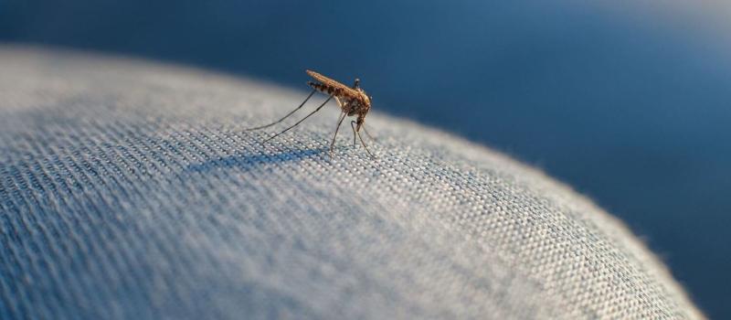 Can Mosquitoes Bite Through Clothing?