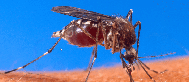 The Deadly Mosquito – A Year-Round Problem for Florida