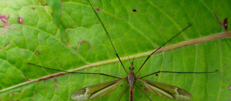 Insects Commonly Mistaken for Mosquitoes