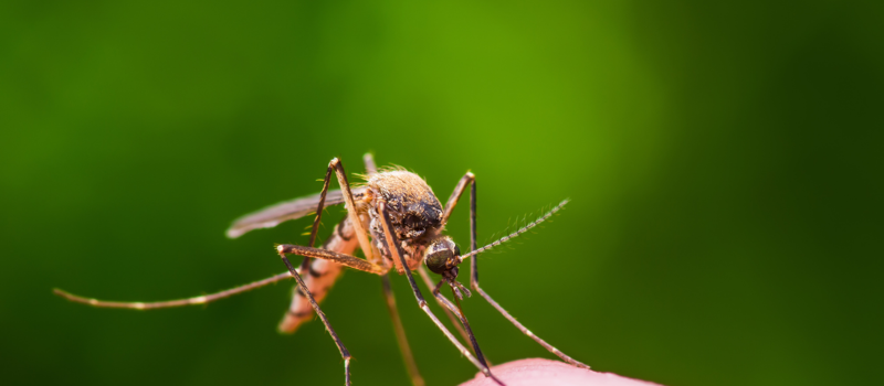 Ticks and Mosquitoes After Heavy Rains: They Didn't Just Wash Away